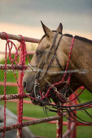 Tri-County Rodeo | Big Hat Rodeo