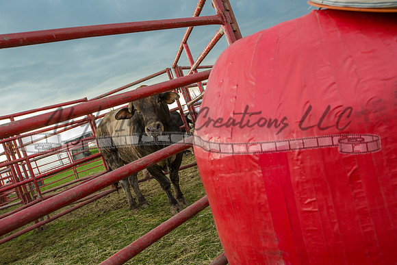 Harvard Rodeo | Big Hat Rodeo Photograph