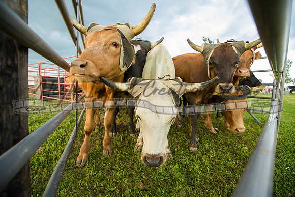 Harvard Rodeo | Big Hat Rodeo Photograph
