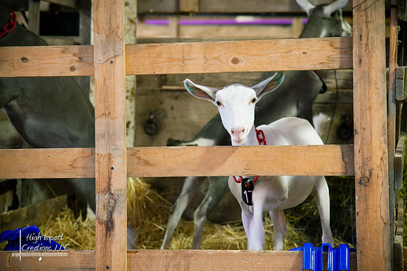 Janesville Photographers Rock County 4-H Fair Photographs