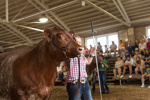 Photograph of Rock County 4-H Fair Taken 7-26-12