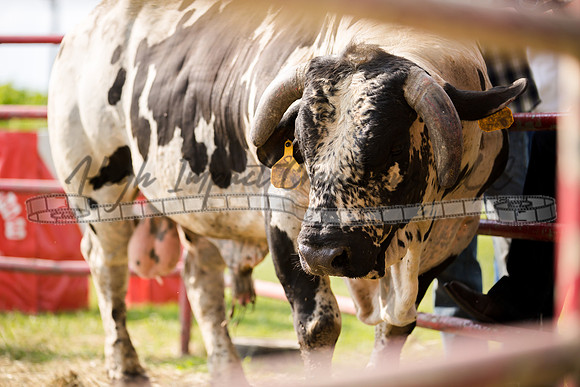Harvard Rodeo | Big Hat Rodeo Photograph