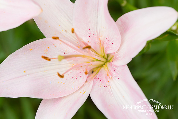 Picture a Day #162 | Janesvillle Photographer