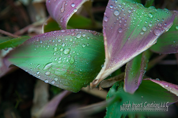 Picture a Day #120, 5-27-13 | Janesville Photographer