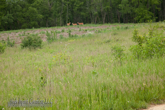 Picture a Day #131, 6-06-13 | Janesville Photographer