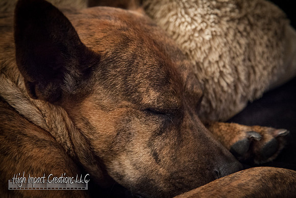 Picture a Day #129, 6-04-13 | Janesville Photographer