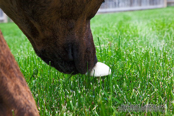 Picture a Day #125, 5-31-13 | Janesville Photographer