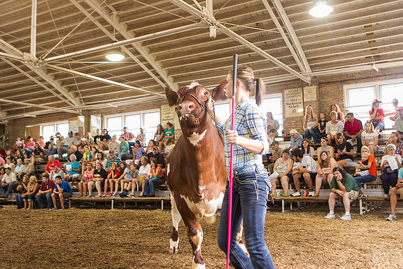 Photograph of Rock County 4-H Fair Taken 7-26-12