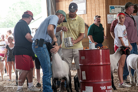 Janesville Photographers Rock County 4-H Fair Photographs