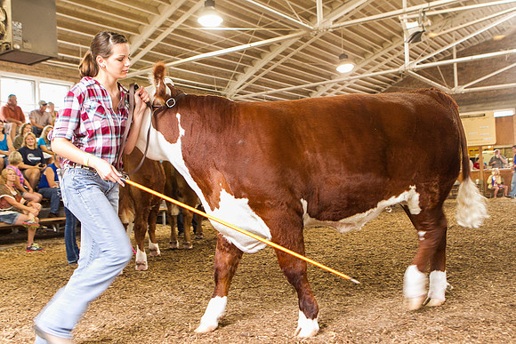 Photograph of Rock County 4-H Fair Taken 7-26-12