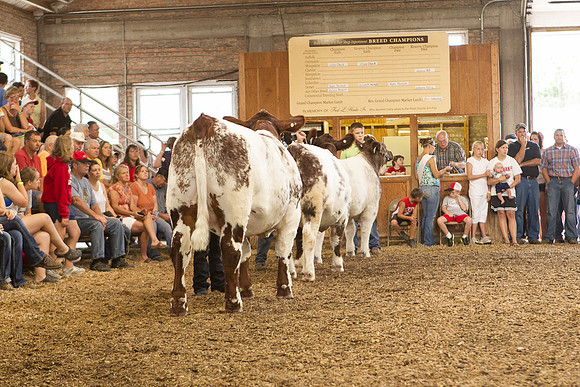 Photograph of Rock County 4-H Fair Taken 7-26-12