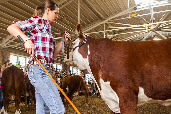Photograph of Rock County 4-H Fair Taken 7-26-12