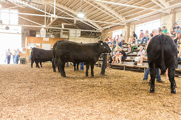 Photograph of Rock County 4-H Fair Taken 7-26-12