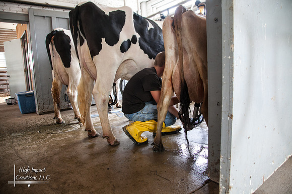 Janesville Photographers Rock County 4-H Fair Photographs
