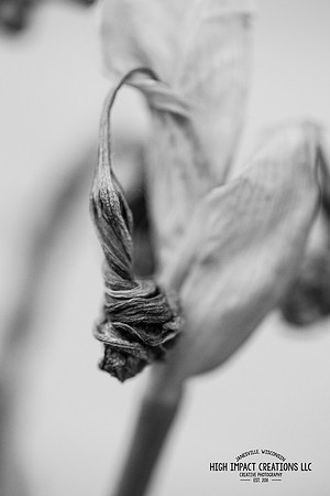 Picture a Day #137, 6-12-14 | Janesville Photographer