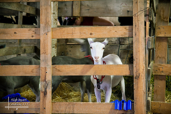 Janesville Photographers Rock County 4-H Fair Photographs