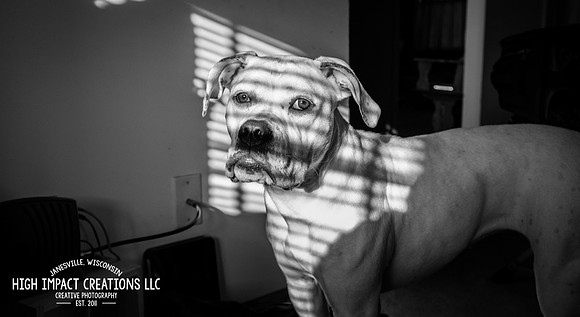 Picture a Day #150, 6-25-14 | Janesville Photographer
