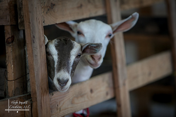 Photograph of Rock County 4-H Fair Taken 7-26-12