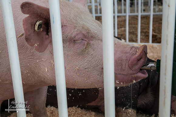 Janesville Photographers Rock County 4-H Fair Photographs