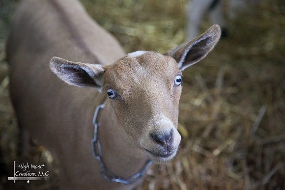 Janesville Photographers Rock County 4-H Fair Photographs
