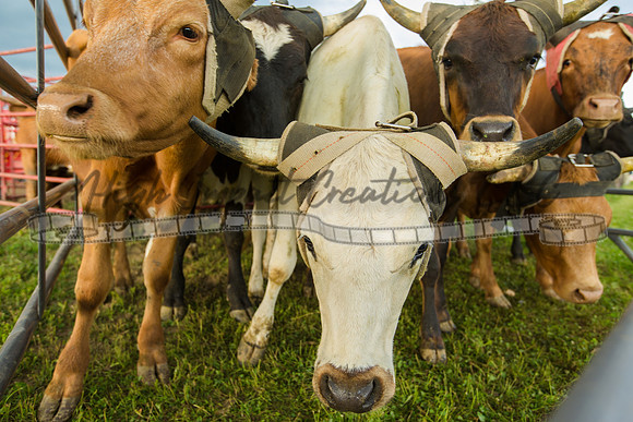 Harvard Rodeo | Big Hat Rodeo Photograph