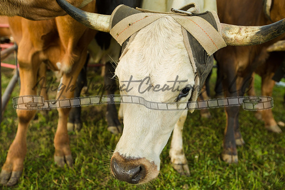 Harvard Rodeo | Big Hat Rodeo Photograph