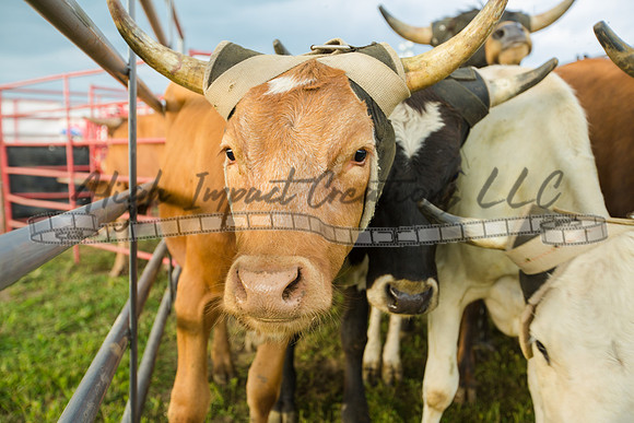 Harvard Rodeo | Big Hat Rodeo Photograph