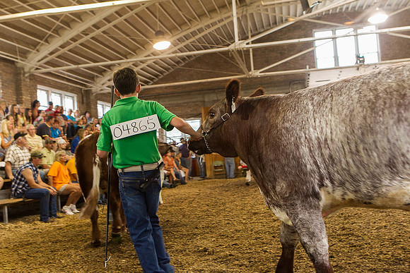 Photograph of Rock County 4-H Fair Taken 7-26-12
