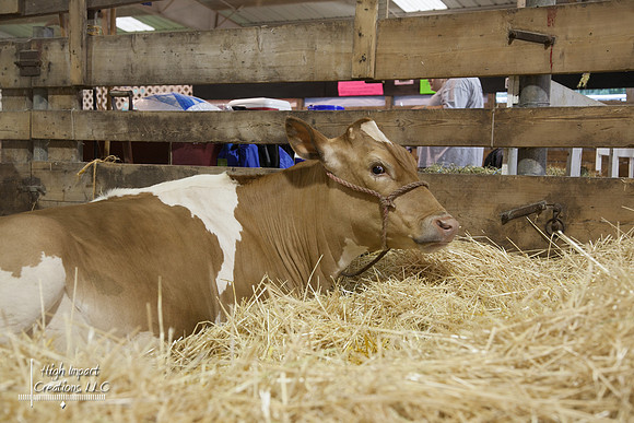 Janesville Photographers Rock County 4-H Fair Photographs