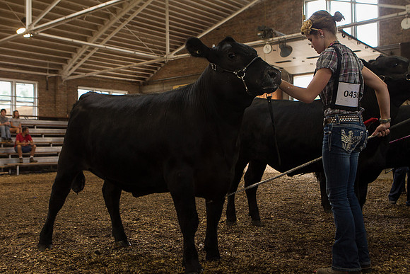 Photograph of Rock County 4-H Fair Taken 7-26-12